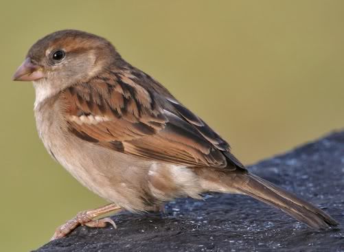 Gorrion Pictures, Images and Photos