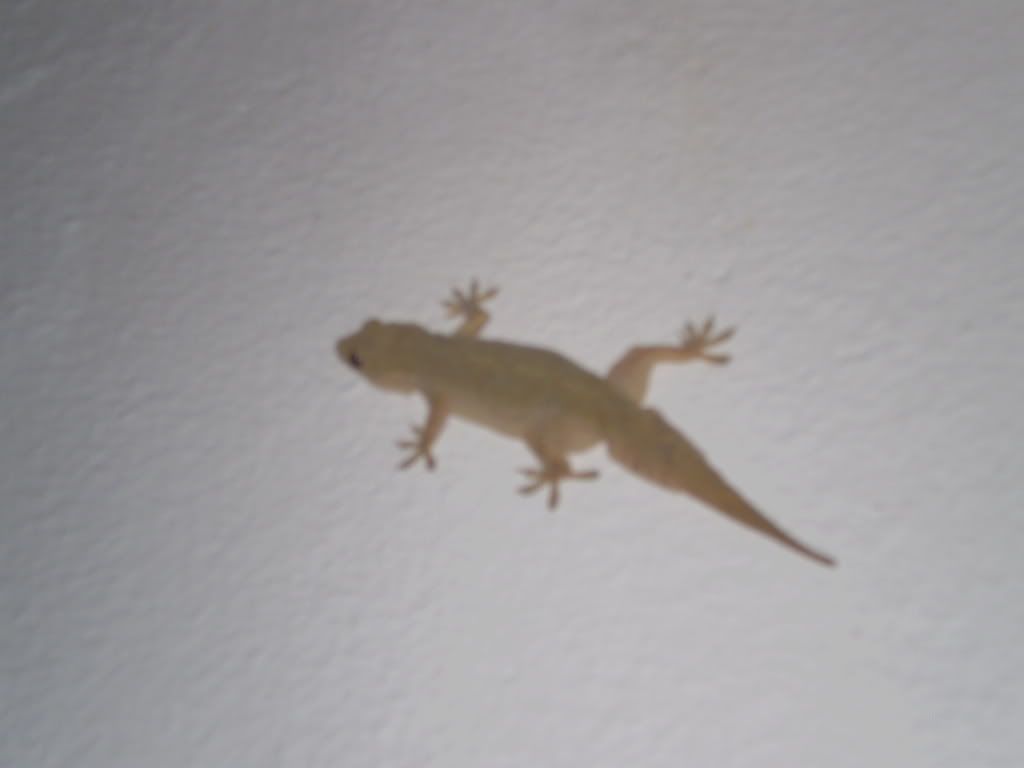 lizard Pictures, Images and Photos