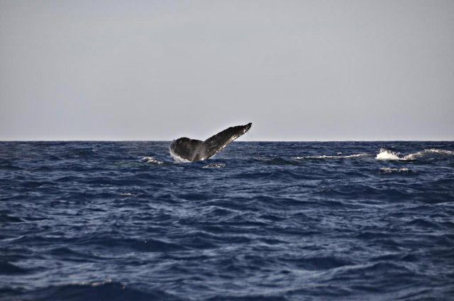 DOLPHIN 2 photo DOLPHIN2_zps43fa6703.jpg