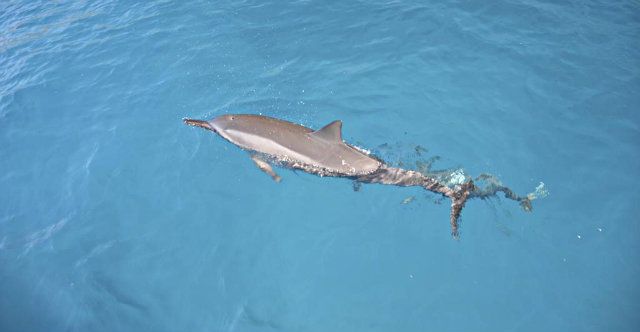 DOLPHIN 3 photo DOLPHIN3_zps9e33e396.jpg
