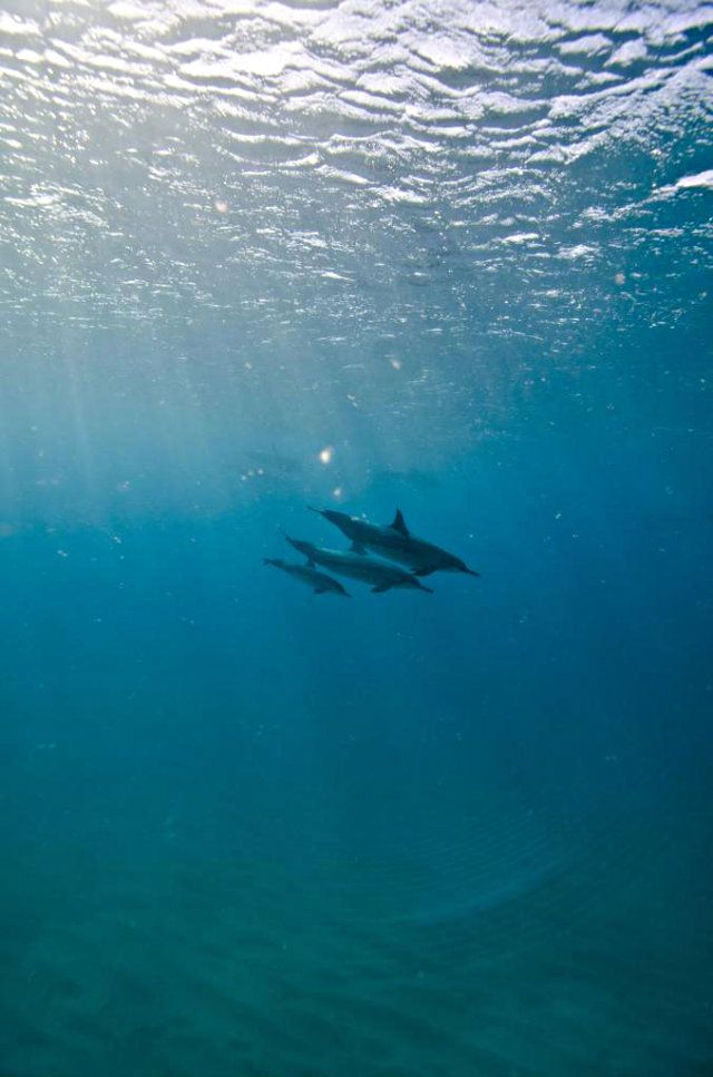 DOLPHIN 4 photo DOLPHIN4_zps53438de8.jpg