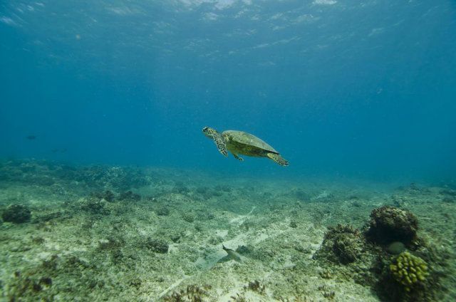 DOLPHIN 6 photo DOLPHIN6_zpsfbcba4e3.jpg
