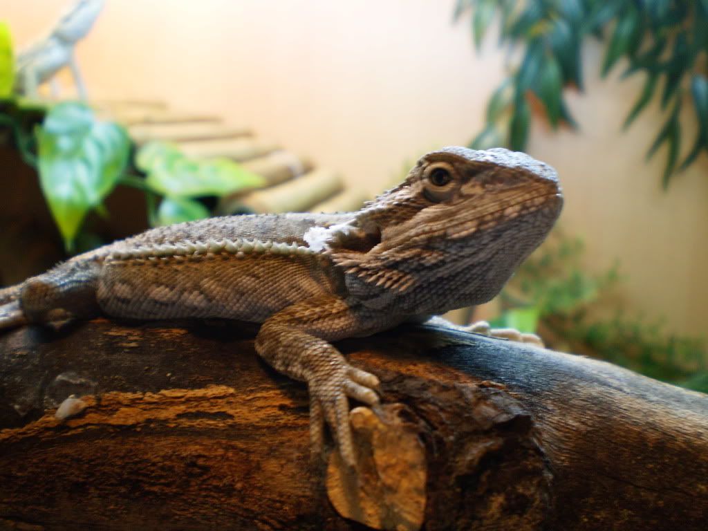 Bearded Dragon For Sale Glasgow Reptile Forums