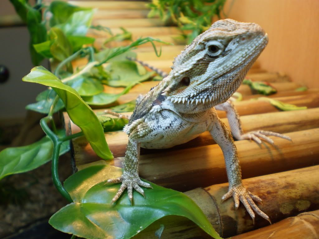 Bearded Dragon For Sale Glasgow Reptile Forums