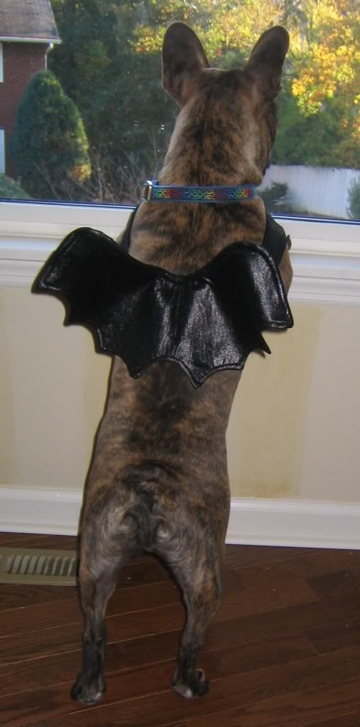 Hugo in batwings