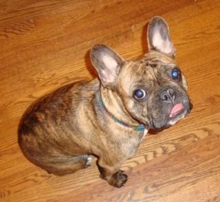 hugo