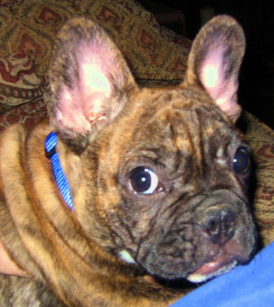 Hugo