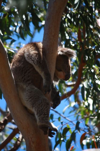 Yanchep national park, koala