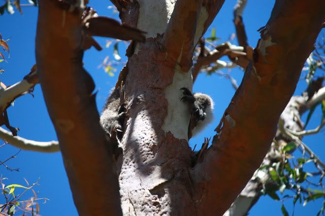 Yanchep national park, koala