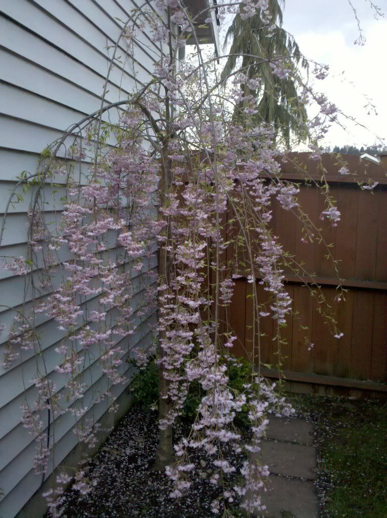 cherry blossom tree tattoo side. cherry blossom tree tattoo