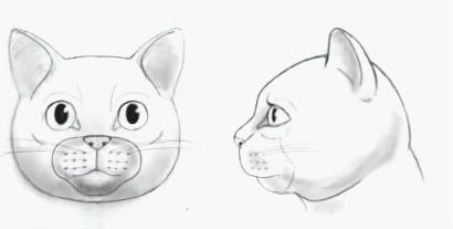 cartoon cat