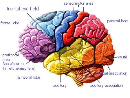 Brain Pictures, Images and Photos