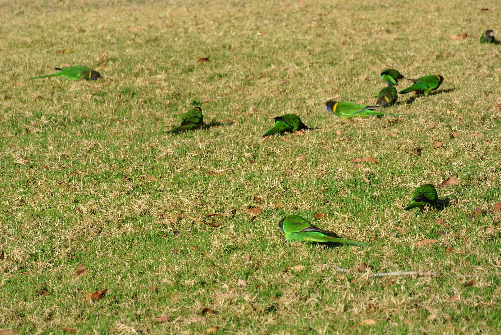 DSC_2161_zps610c8934.jpg